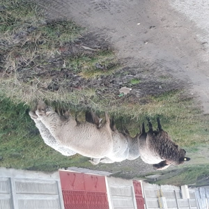 De vanzare oi rasa tigaie - imagine 2