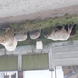 De vanzare oi rasa tigaie - imagine 5