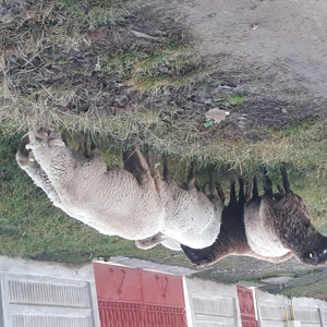 De vanzare oi rasa tigaie - imagine 3