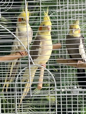 Vand Papagali Nimfe - imagine 2