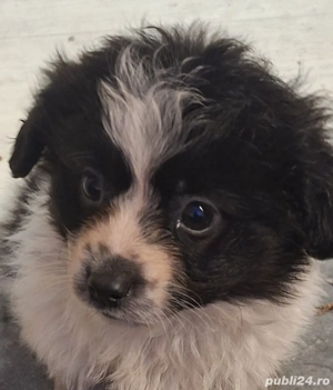 bichon maltez - imagine 2