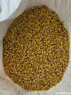 Porumb ambalat la sac de 40 kg