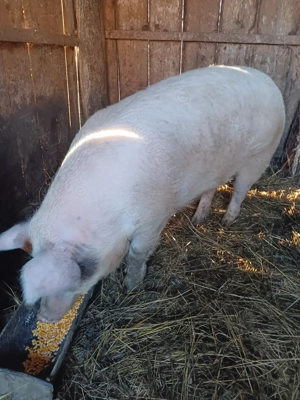 Vând scroafă metis de duroc