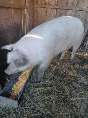 Vând scroafă metis de duroc - imagine 2