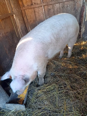 Vând scroafă metis de duroc - imagine 5