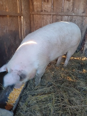 Vând scroafă metis de duroc - imagine 3