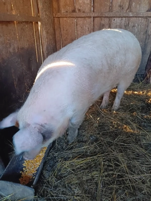 Vând scroafă metis de duroc - imagine 4