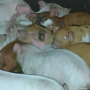 purcei 210-230lei - imagine 3