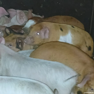 purcei 210-230lei - imagine 2