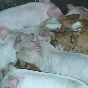 purcei 210-230lei - imagine 5