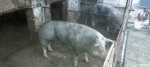 Purcea de vanzare - imagine 2