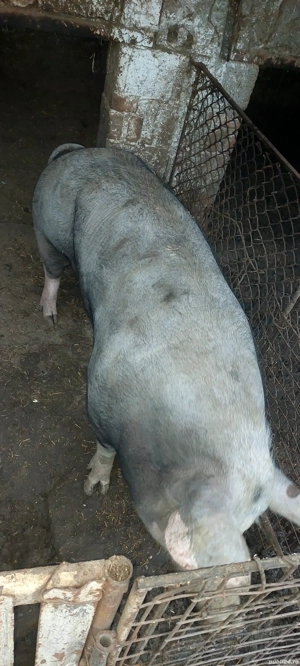 Purcea de vanzare - imagine 4