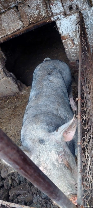 Purcea de vanzare - imagine 3