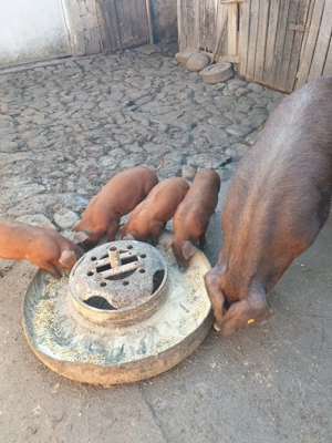 Vând purcei duroc rasa pura - imagine 2