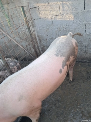 porc pentru tăiat  - imagine 2