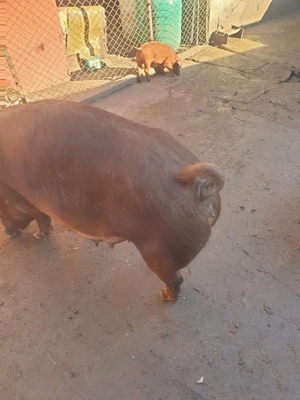 Vând purcei duroc rasa pura - imagine 4