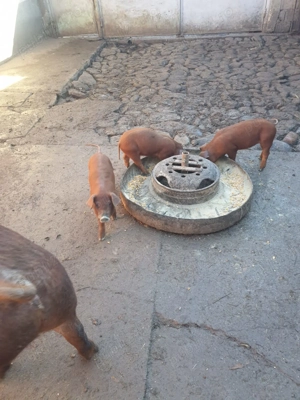 Vând purcei duroc rasa pura - imagine 3