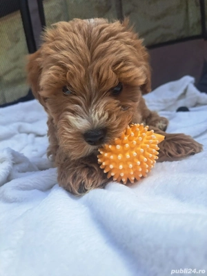 vand maltipoo - imagine 2