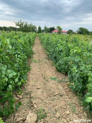 Vand vin de tara productie proprie