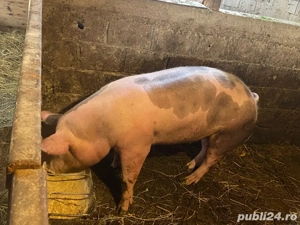 vand porci  - imagine 2