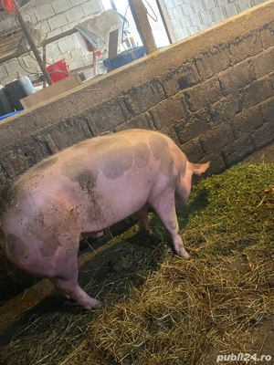 vand porci  - imagine 3