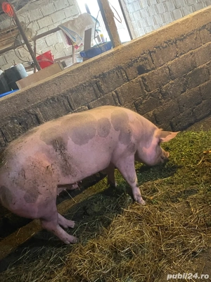 vand porci  - imagine 4