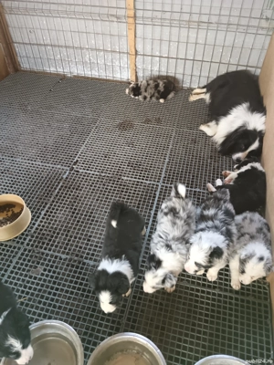 oferim pui border colilie spre vânzare  - imagine 2