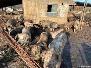 porci si purcei la pret negociabil - imagine 2