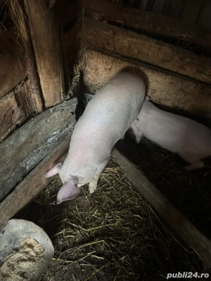 vind purcea  - imagine 2