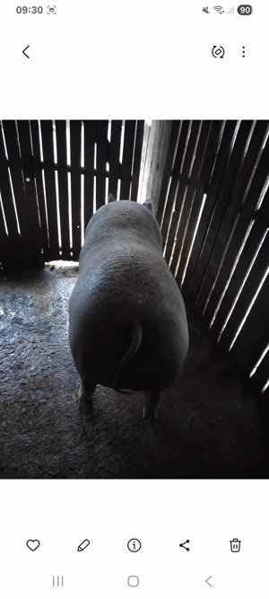 Vânzare de porc  2025 - imagine 3