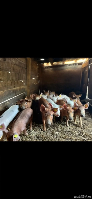 purcei de vanzare de 16 saptamani rasa Durok si petreni