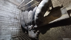 purcei si soldani  - imagine 3