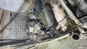 purcei si soldani  - imagine 2