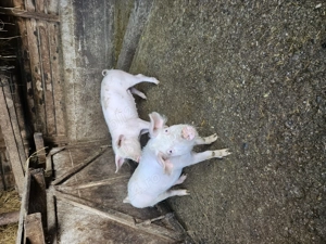 Doua purceluse landrace cu marele alb - imagine 2