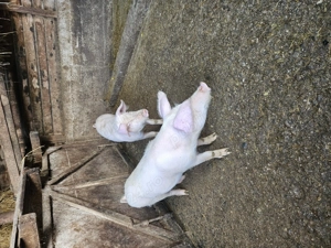 Doua purceluse landrace cu marele alb - imagine 3