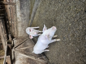 Doua purceluse landrace cu marele alb