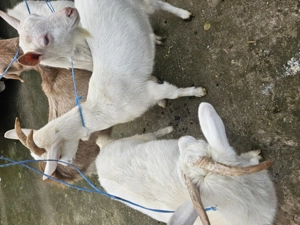 Doua iede sanen original - imagine 2