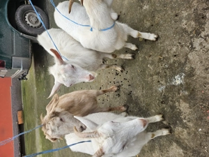 Doua iede sanen original