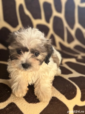 bichon de vanzare  - imagine 2