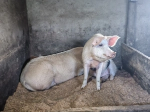 Porc de vanzare - imagine 2