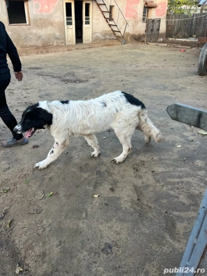 Câine de vânzare. Ciobănesc de Bucovina - imagine 2