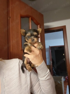 Pui de yorkshire terrier