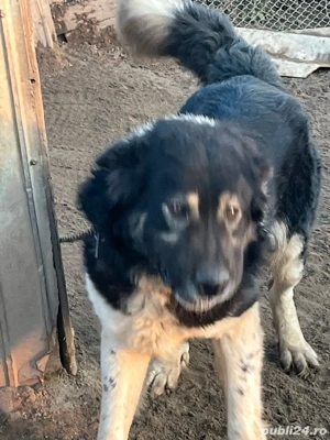 Câine de vânzare. Ciobănesc de Bucovina - imagine 4