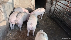 vând grostei la 65 kg rasa marele alb cu landras  - imagine 2