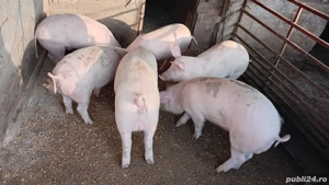 vând grostei la 65 kg rasa marele alb cu landras 