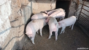 vând grostei la 65 kg rasa marele alb cu landras  - imagine 3