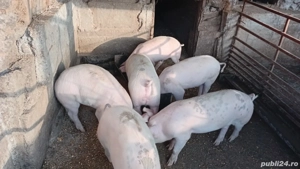 vând grostei la 65 kg rasa marele alb cu landras  - imagine 5