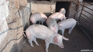 vând grostei la 65 kg rasa marele alb cu landras  - imagine 4