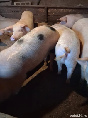 vand porci - imagine 3