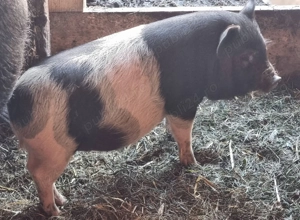 Vand 5 purcei - imagine 5